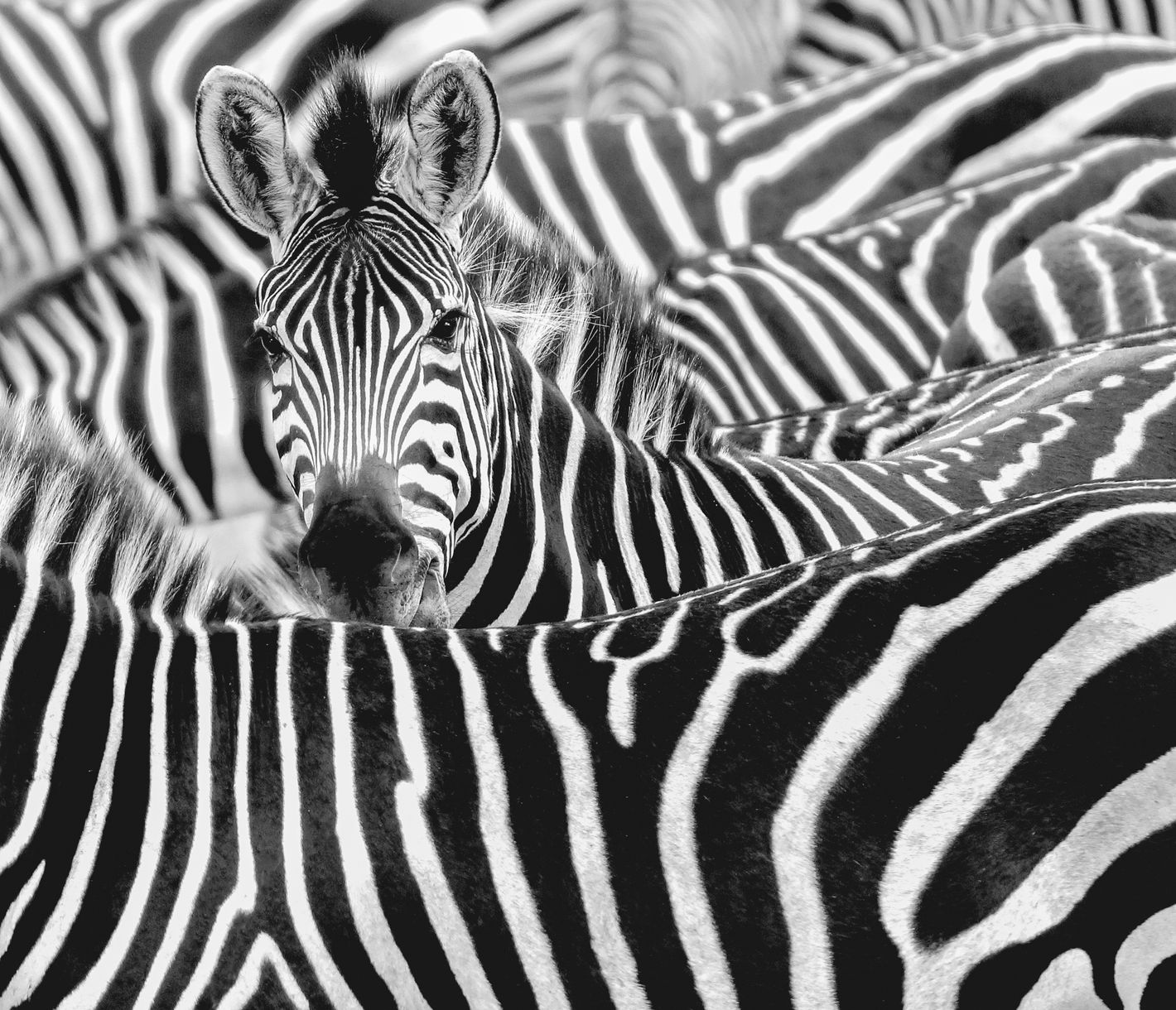 Nahaufnahme einer Zebraherde im Serengeti-Nationalpark