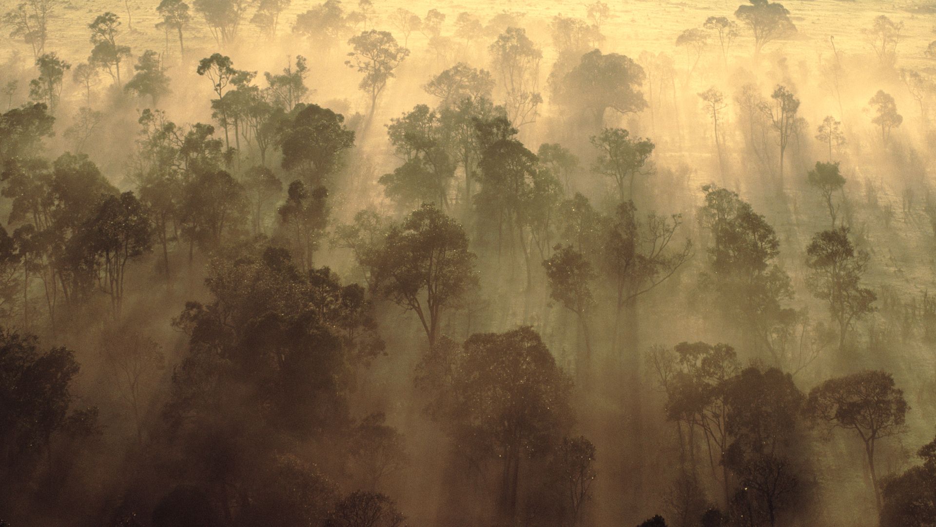 Nebelige Morgenstimmung in der Masai Mara