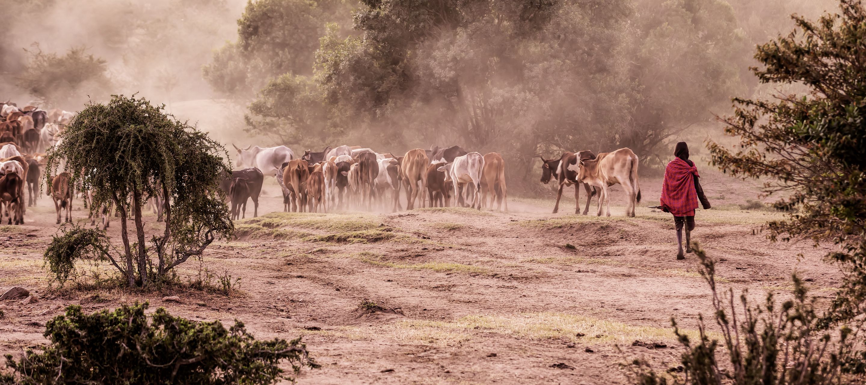 Ein Masai mit einer Rinderherde am Weiden in der Masai Mara