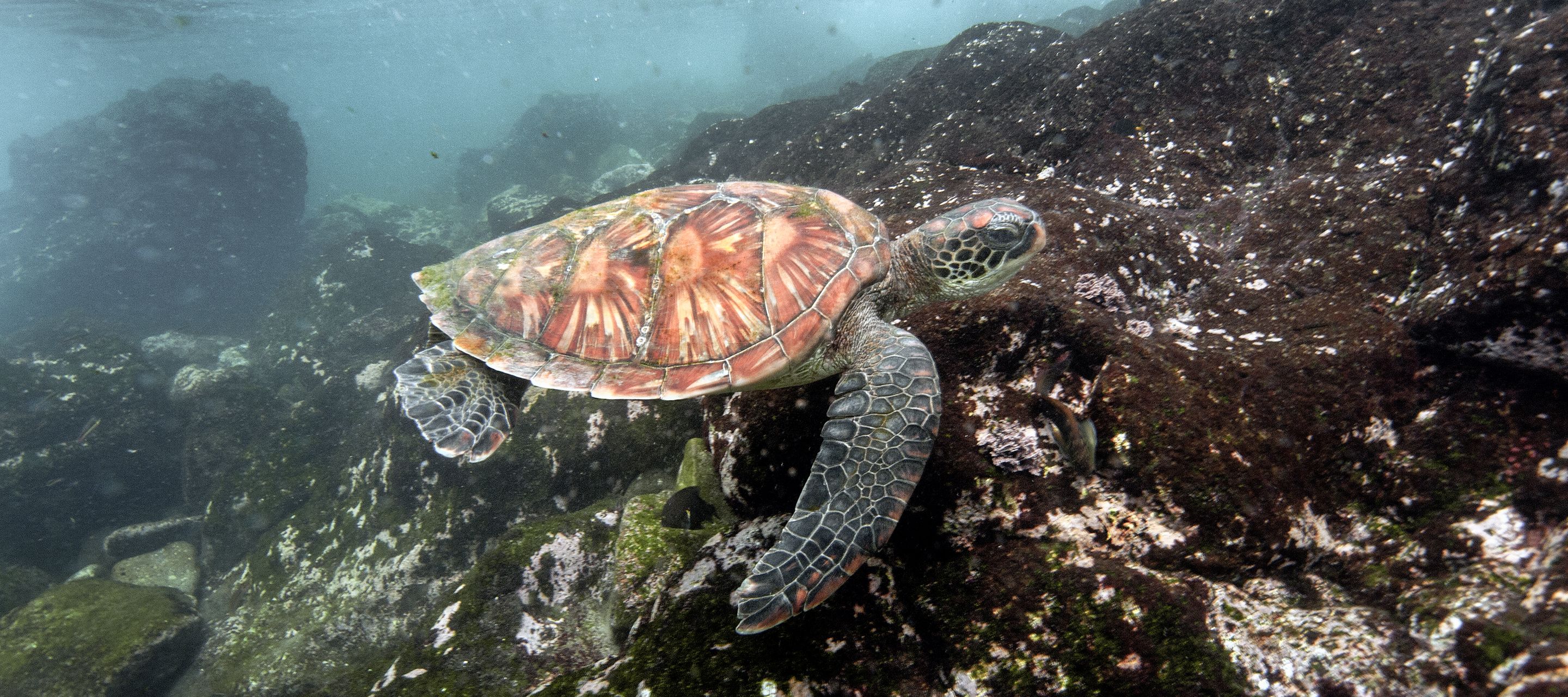 Paradies unter Wasser