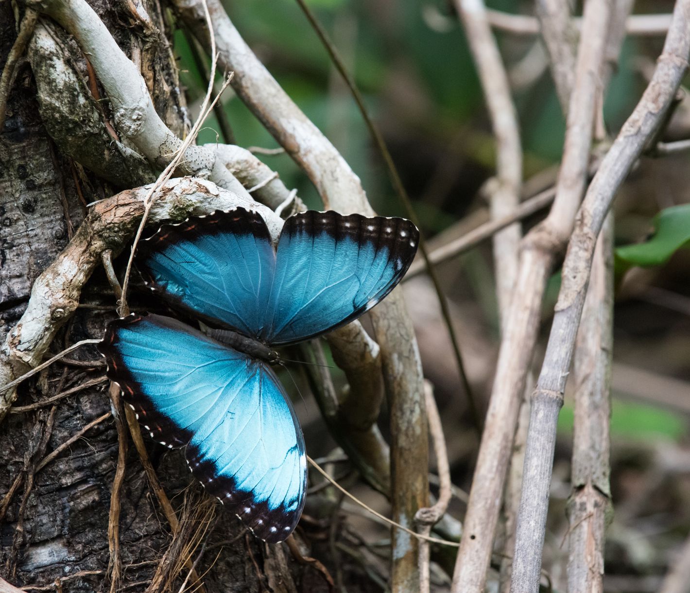 Was leuchtet denn da so blau?