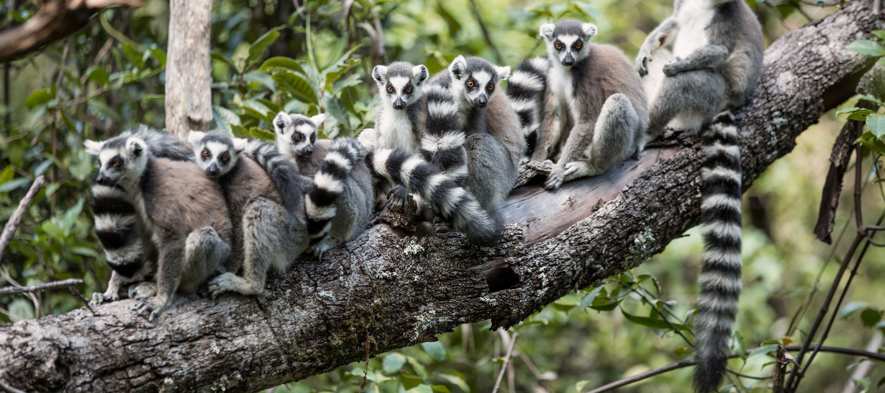 Lémuriens maki catta dans le parc national de l'Isalo