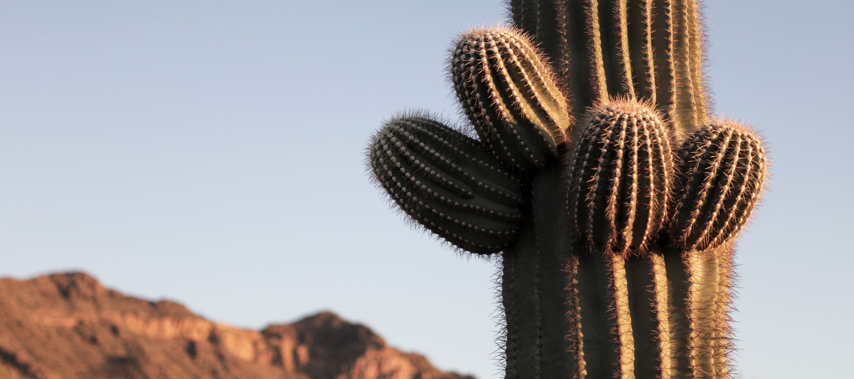 Die bis zu 15 m hohen Saguaros gehören zu den beeindruckendsten Wüstenpflanzen der Sonora-Wüste.