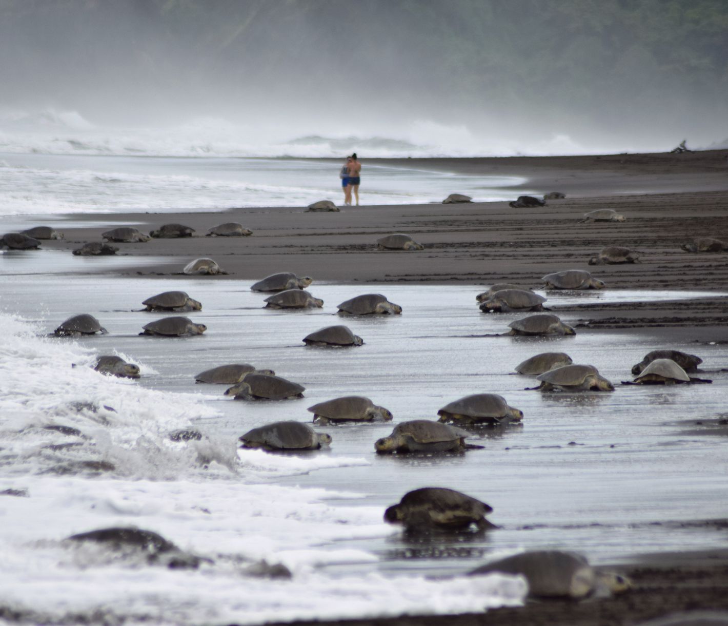 «Arribadas» – wenn Meereschildkröten an Land kommen
