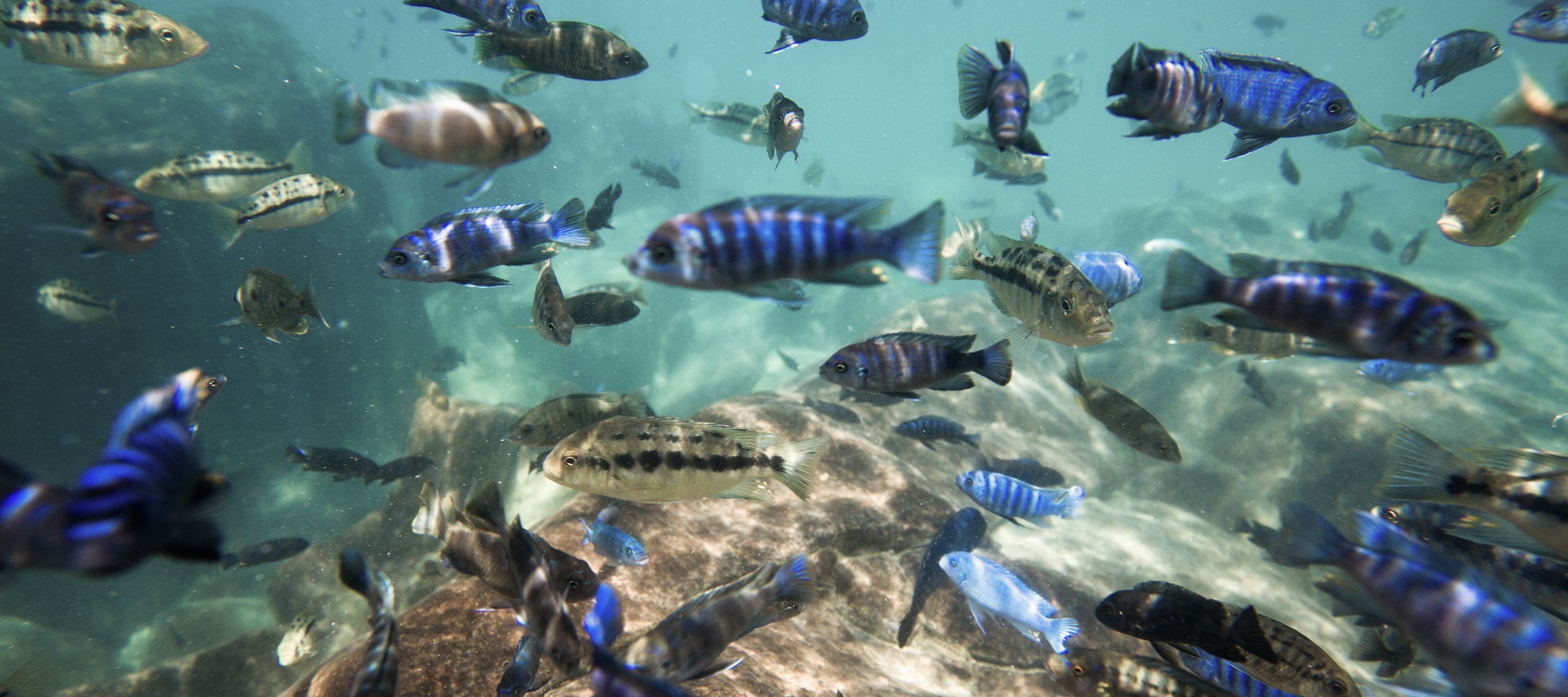 Erfrischender Tauchgang
