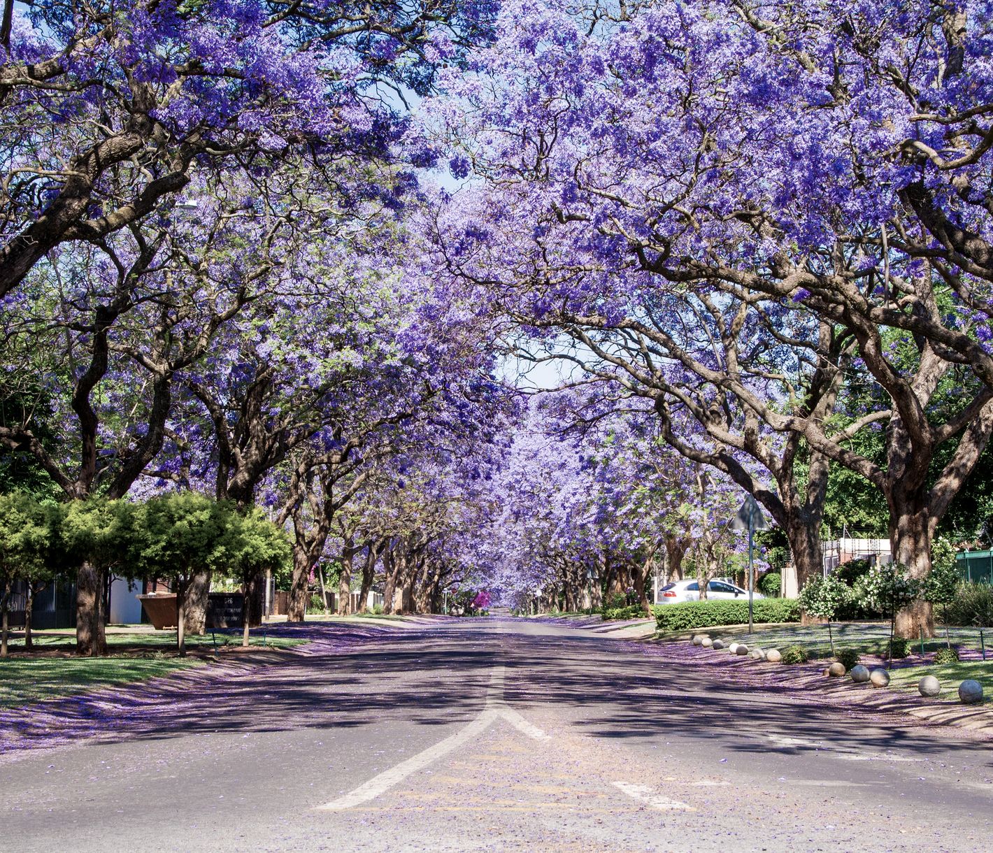 Mit Jacaranda-Bäumen gesäumte Strasse in Pretoria