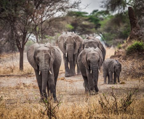 Elefanten­herden im Tarangire-Nationalpark