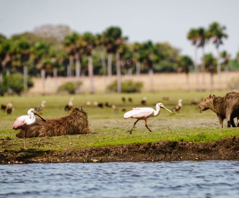 Eines der «Big 5» in Los Llanos – Capybaras