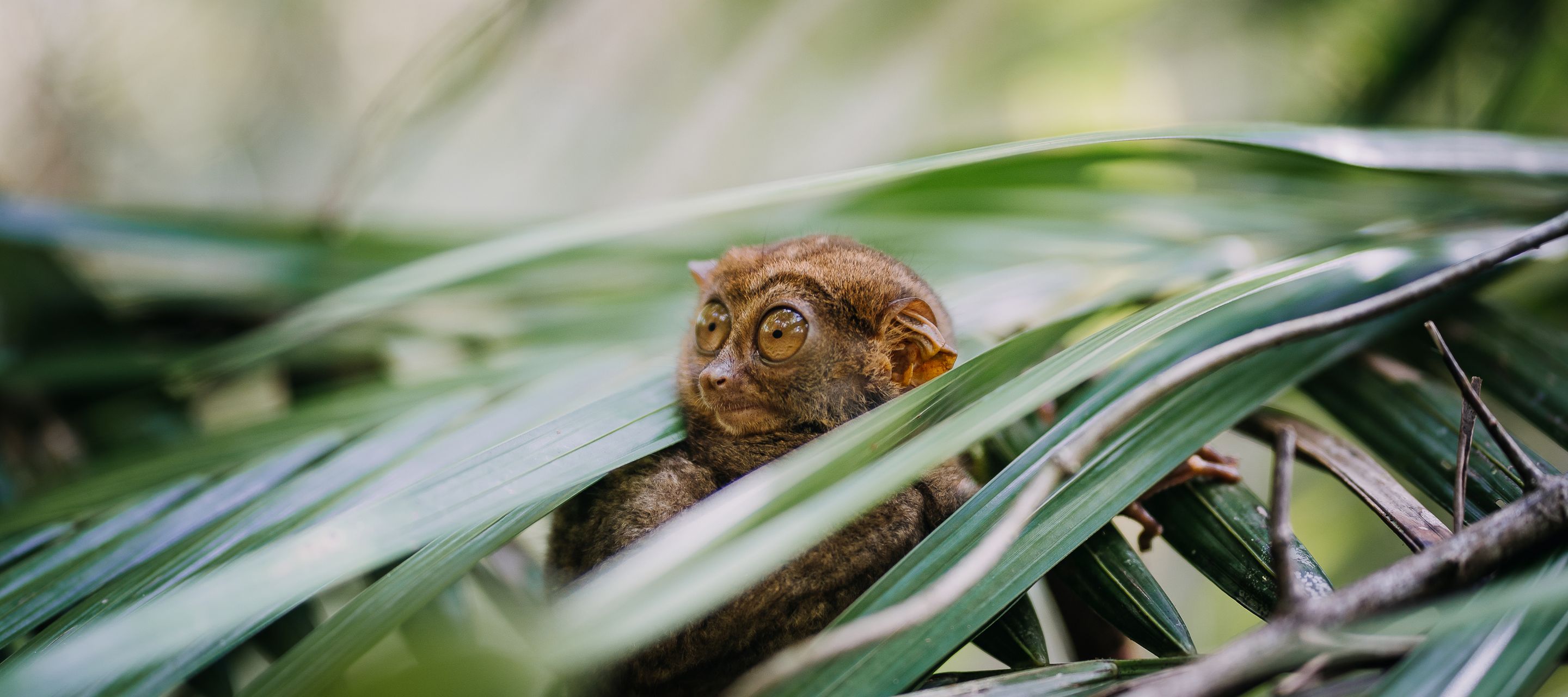 Une autre expérience unique à Bohol : admirer les tous petits tarsiers.