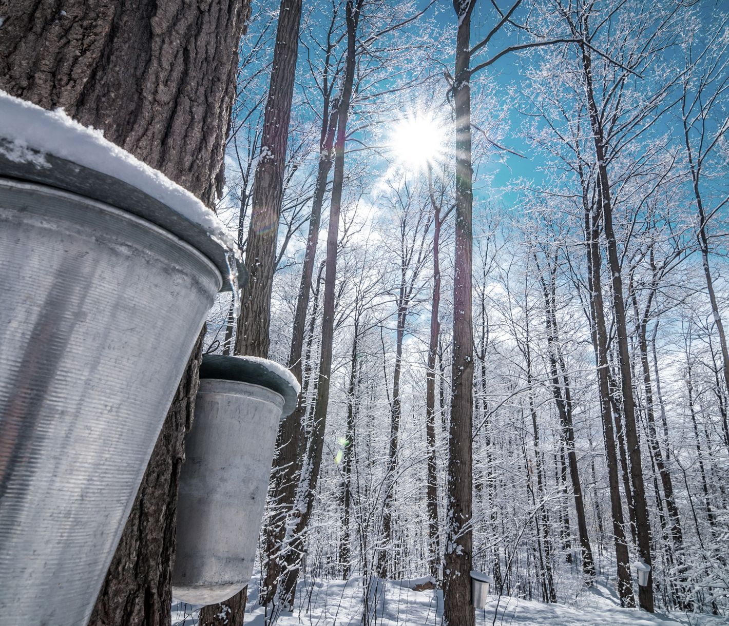 Moment marquant de la fin de l’hiver, la saison des sucres succède à un hiver souvent rigoureux.