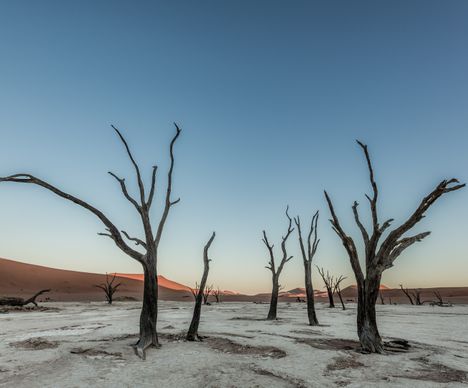 Vision fantasmagorique dans le désert du Namib