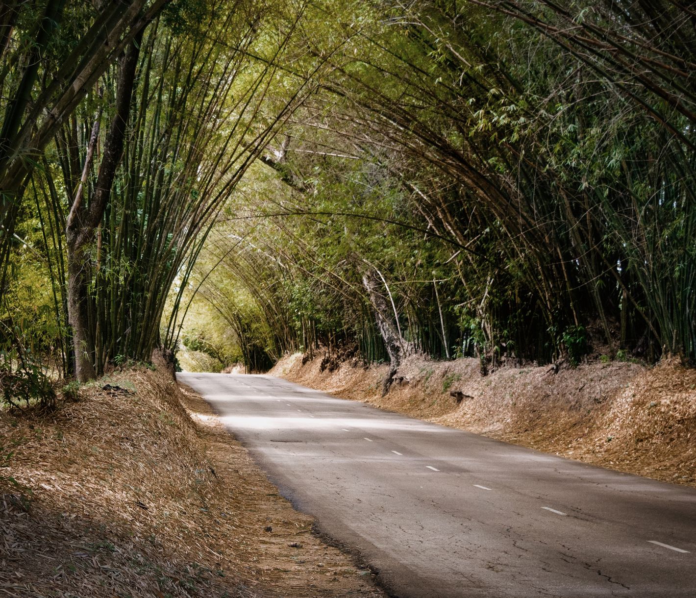 Die Holland Bamboo Avenue ist ein echtes Highlight: Eine Strasse entlang riesiger Bambuspflanzen, die hier eine Art natürlichen Tunnel bilden.
