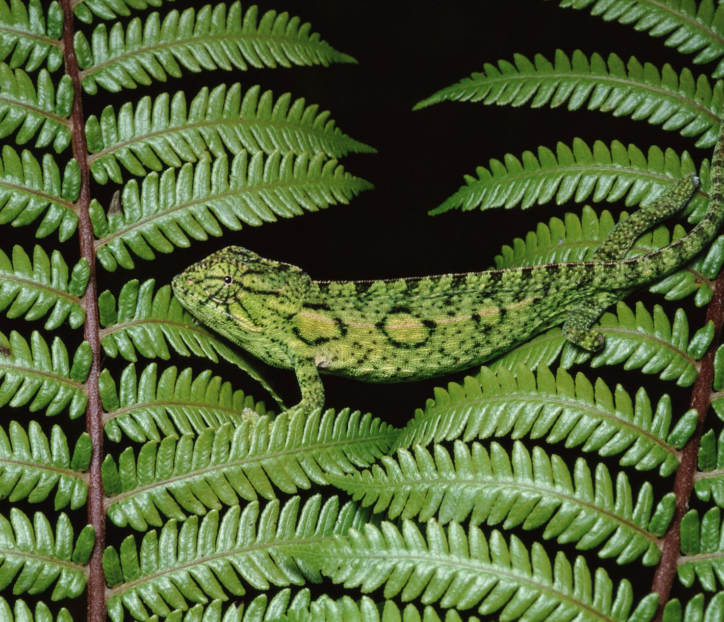 Ein bestens getarntes Chamäleon zwischen zwei Blättern im Ranomafana-Nationalpark