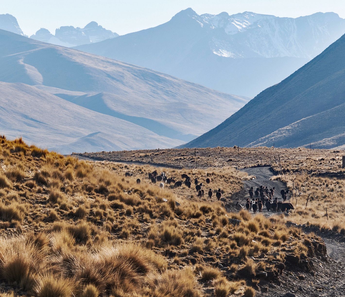 Abenteuerliches Trekking zum Condoriri-Pass