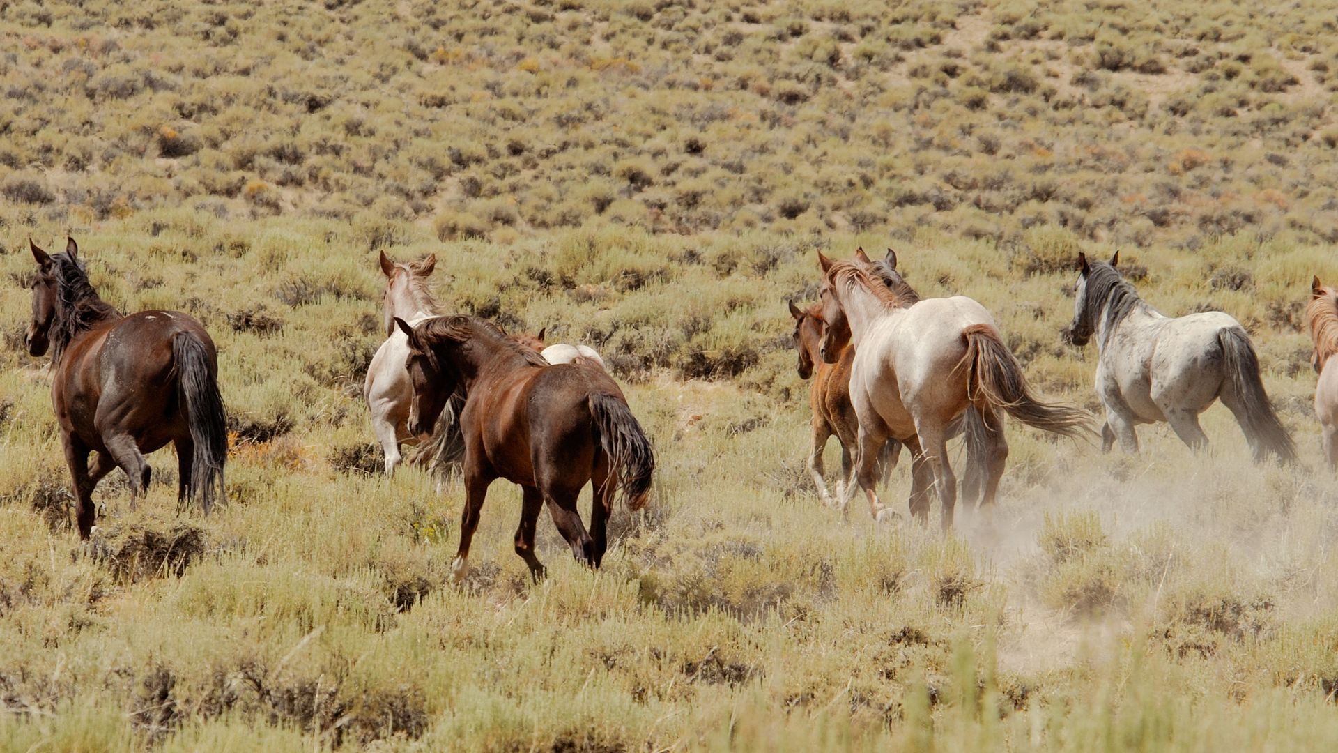 Au nord de Cody, vivent quelques troupeaux de mustangs sauvages autour des McCullough Peaks.