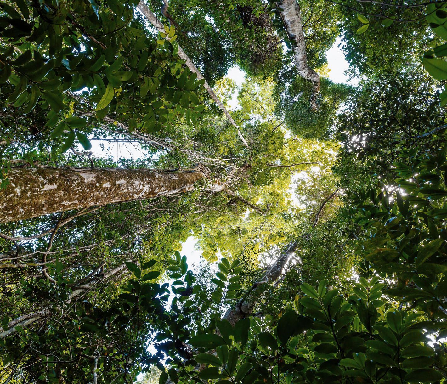 Dichter Regenwald auf der Masoala-Halbinsel im Osten Madagaskars
