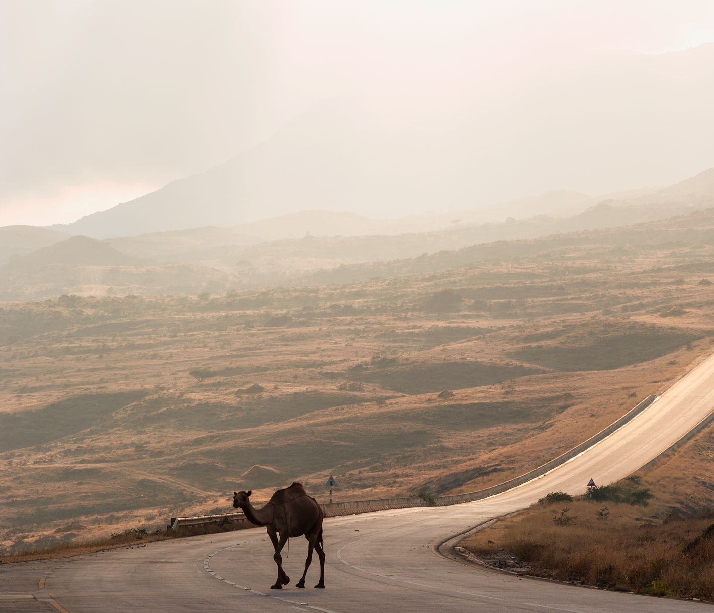 Einsames Kamel auf seiner Wanderung über eine autofreie Strasse