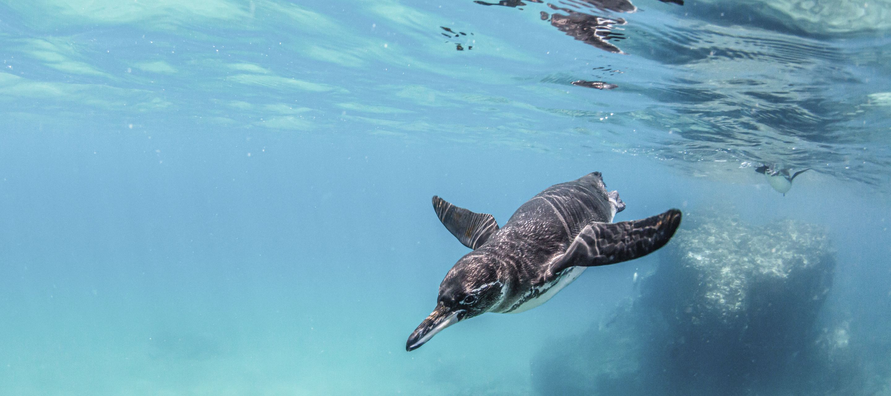 Von wegen Pinguine können nicht fliegen!