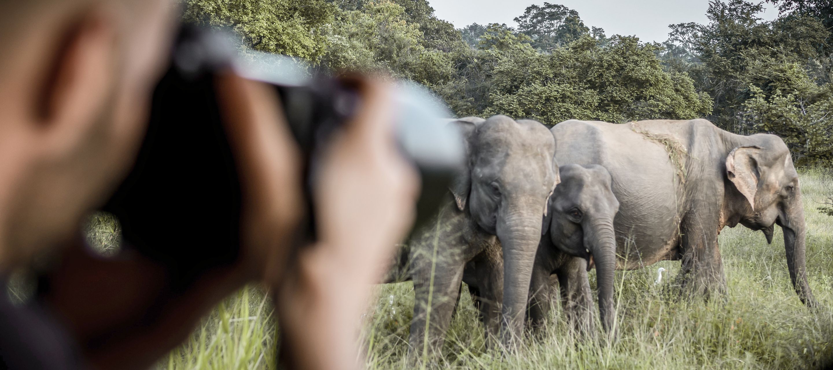 Asiatische Elefanten im Yala-Nationalpark