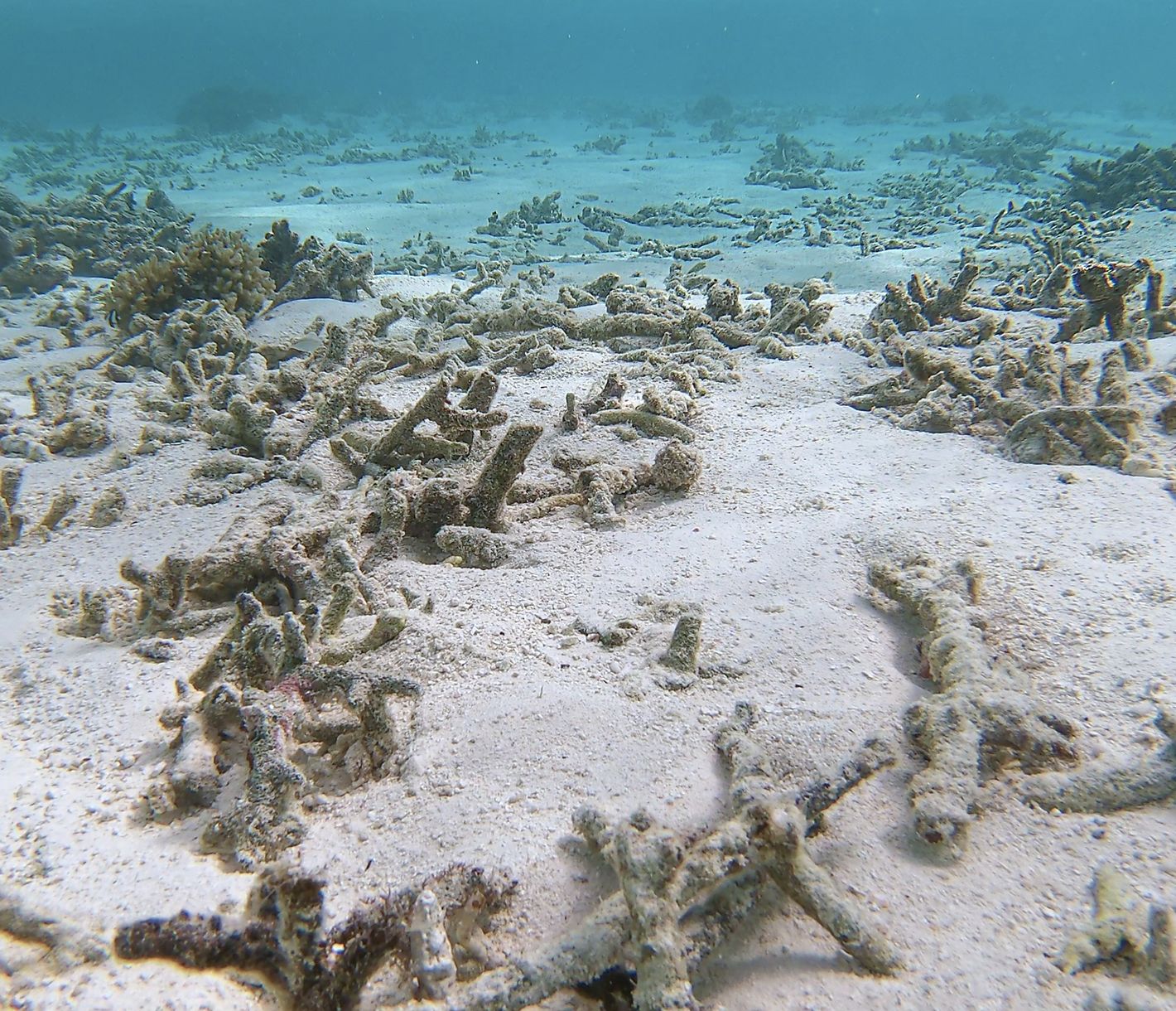 Korallen sind vom Aussterben bedroht.