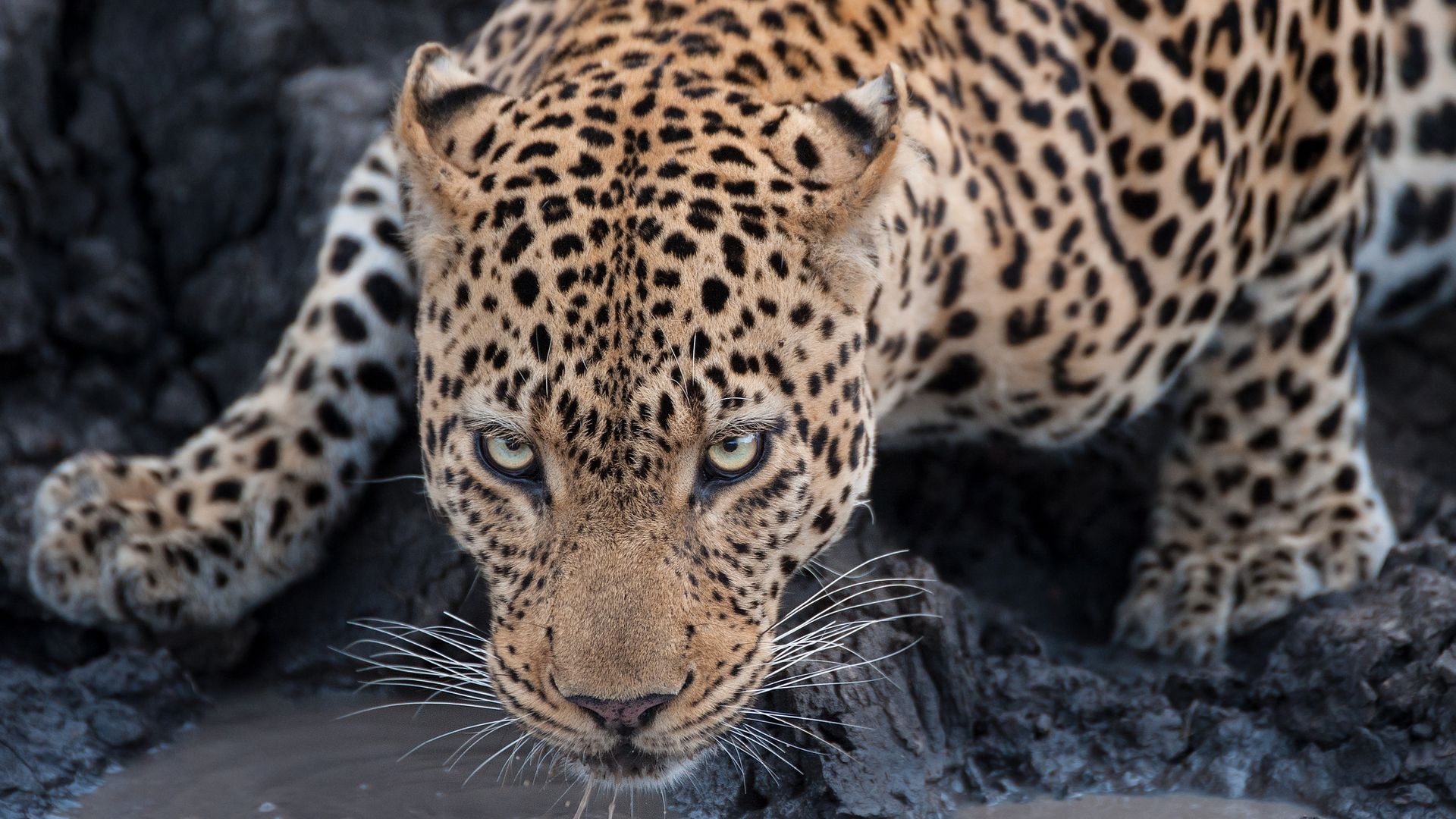 Big Five: Leopard