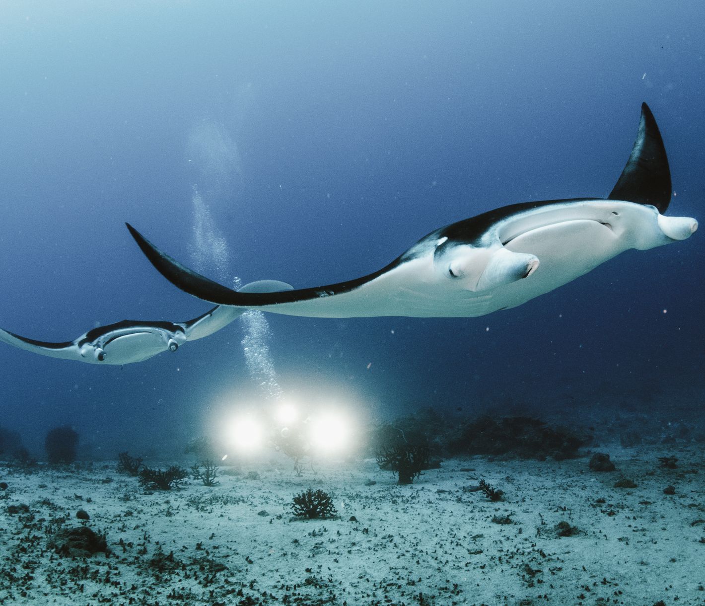 Majestätische Mantas – Begegnung in der Tiefe