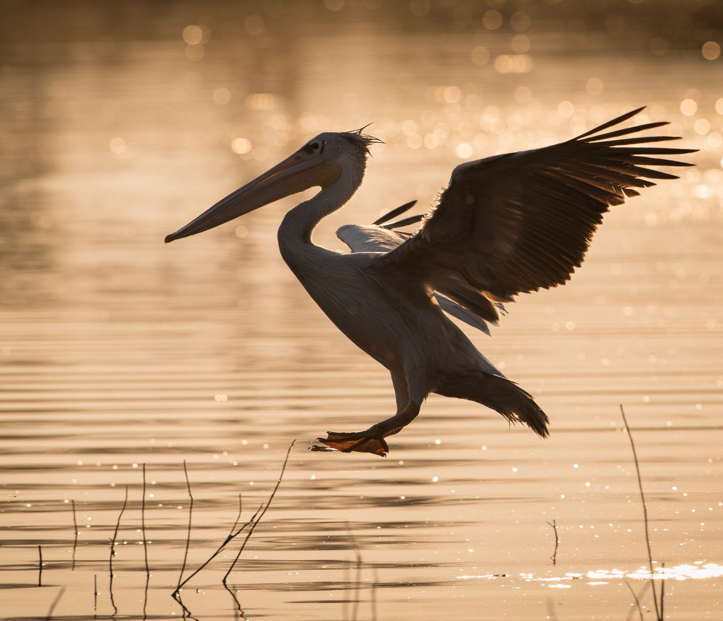 Pelikan landet auf dem spiegelnden Wasser im Okavango-Delta