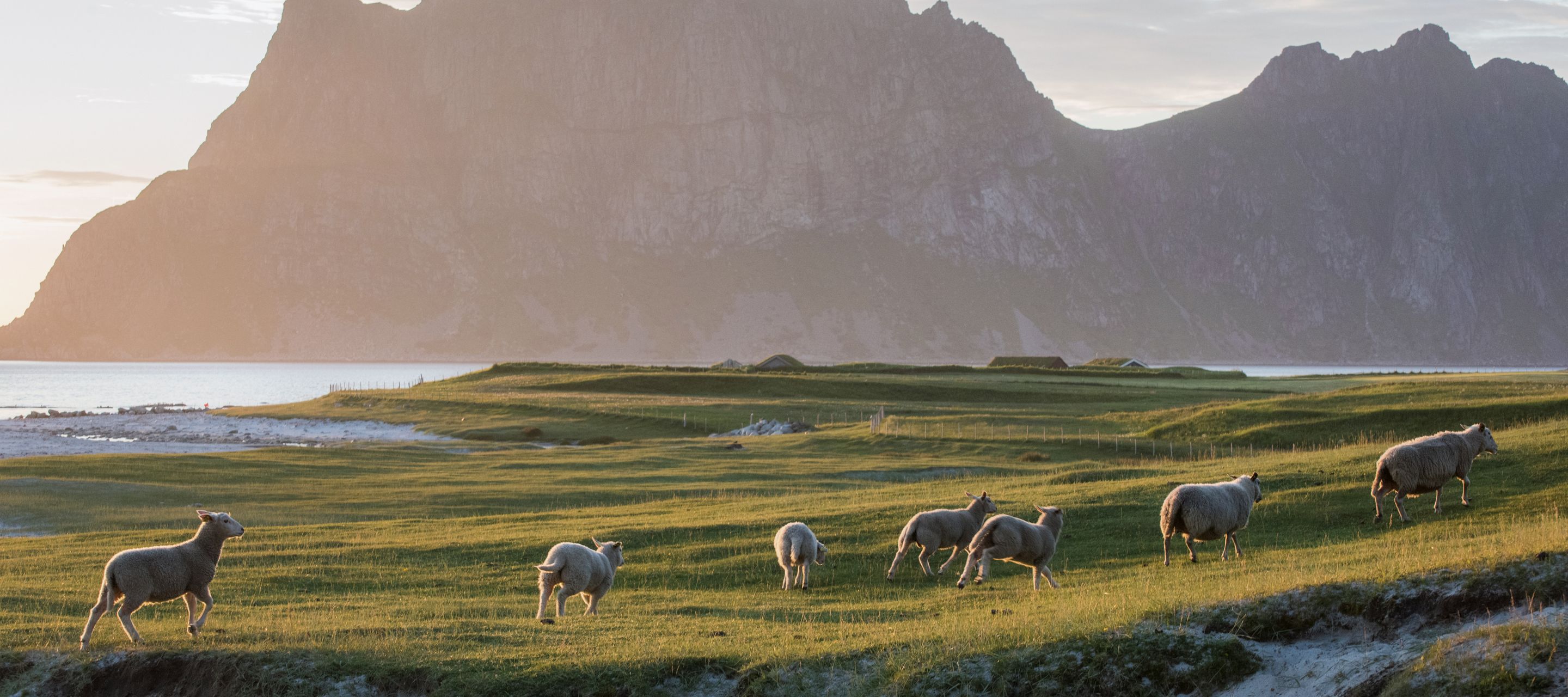 Nicht nur Menschen sind von der Mitternachtssonne fasziniert.