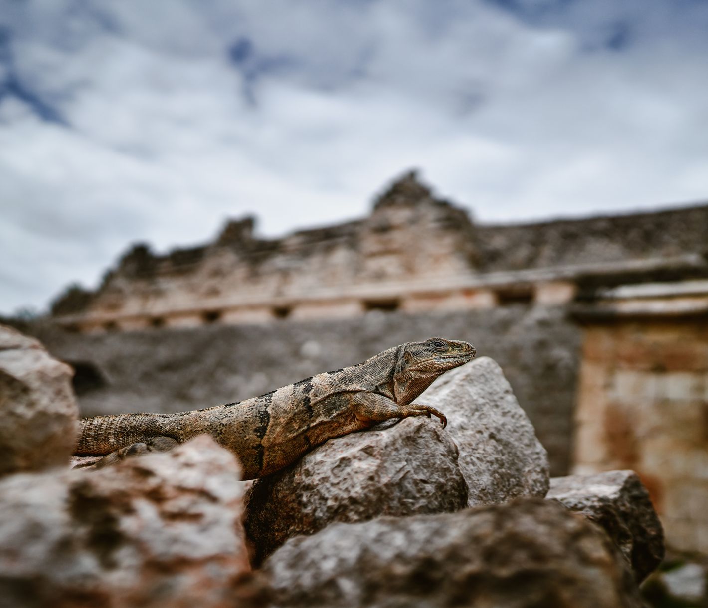 Leguane in Uxmal