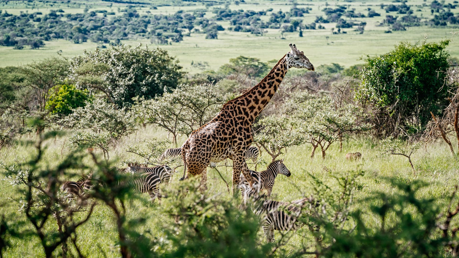  Girafe et zèbres dans le parc national de l'Akagera