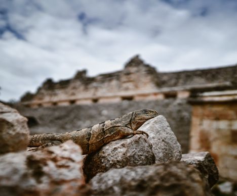 Leguane in Uxmal