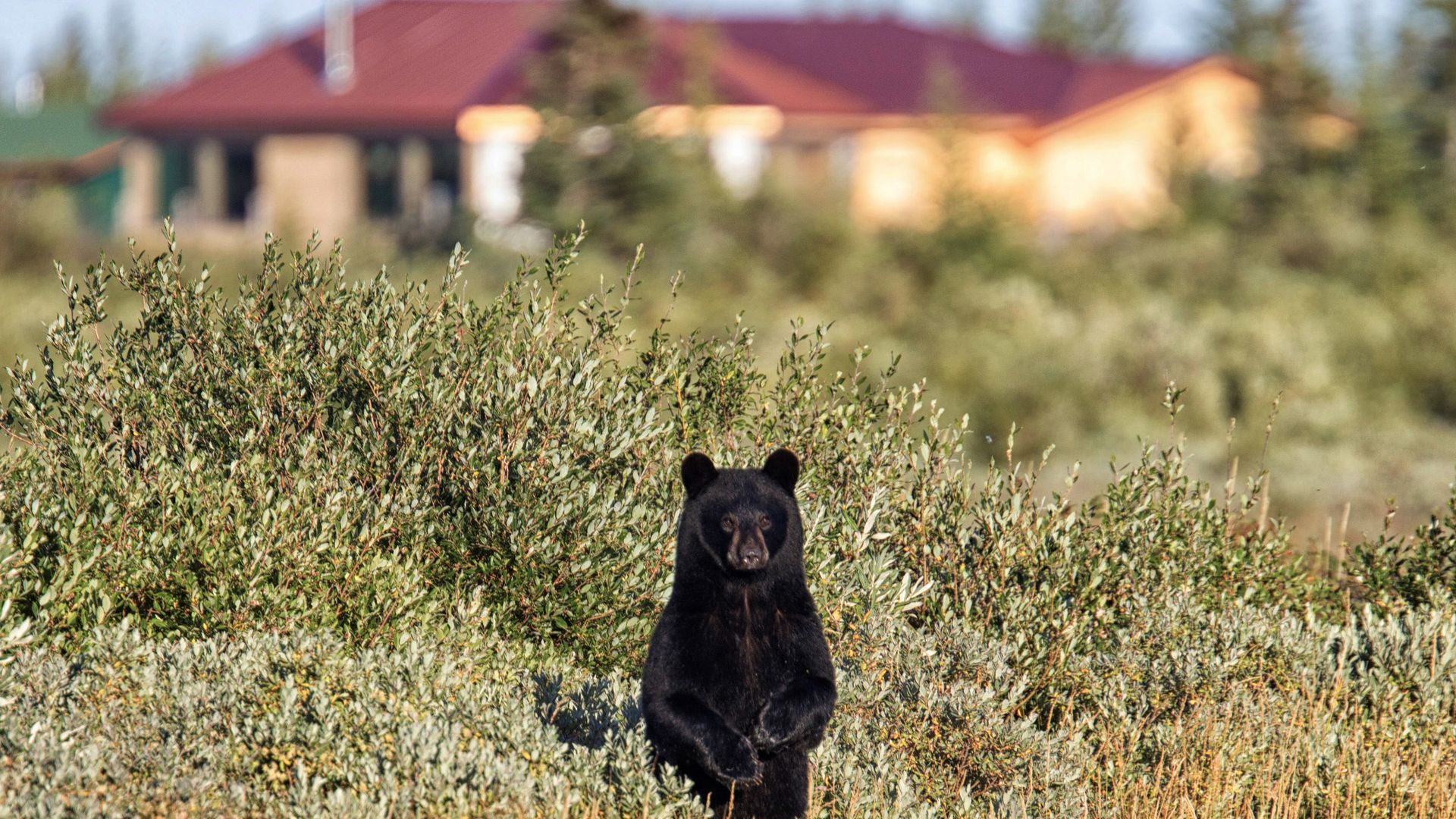 Auch andere Bären fühlen sich hier wohl