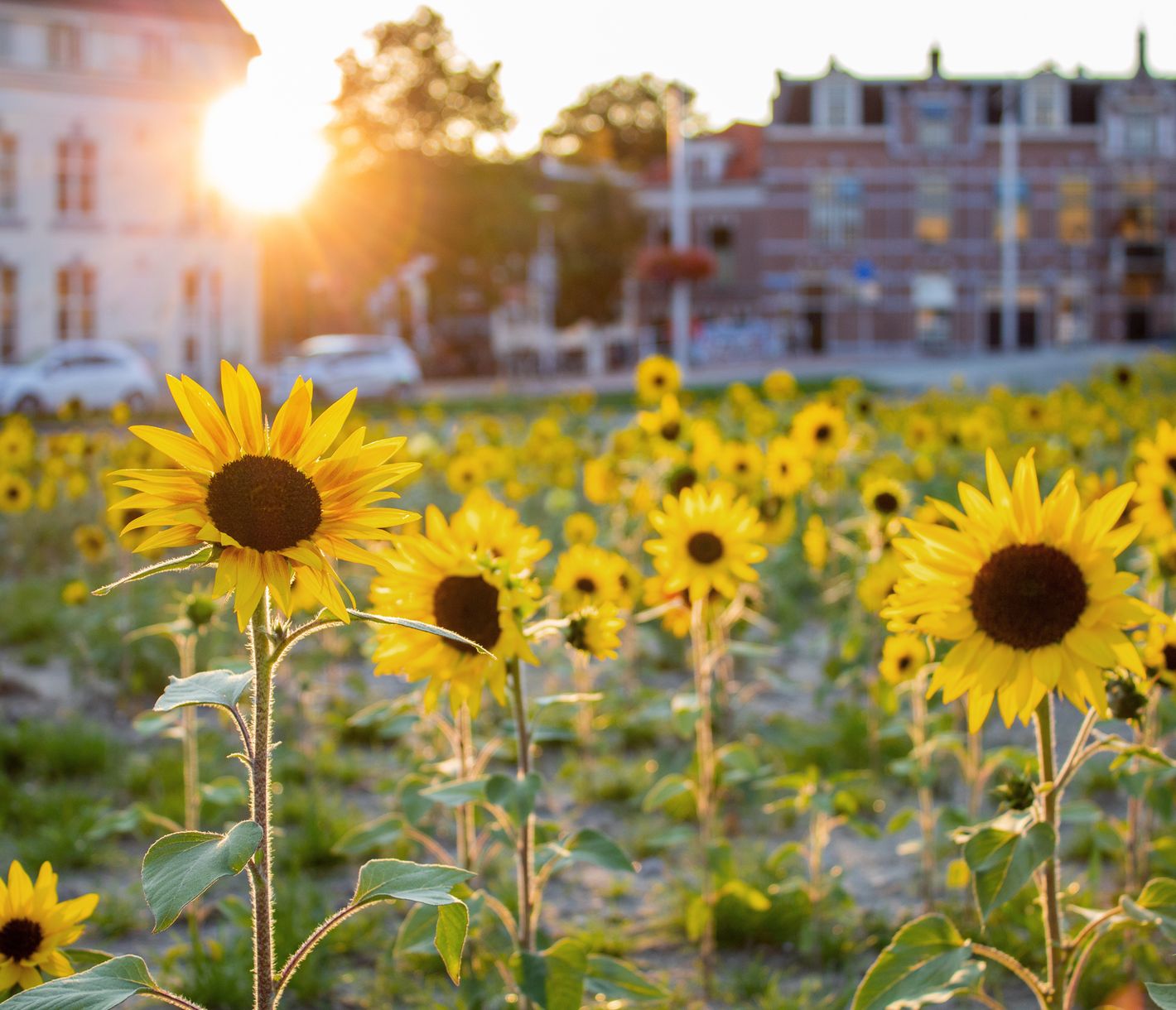 Sonnenblumen-Feld in der Stadt Delft, Provinz Südholland