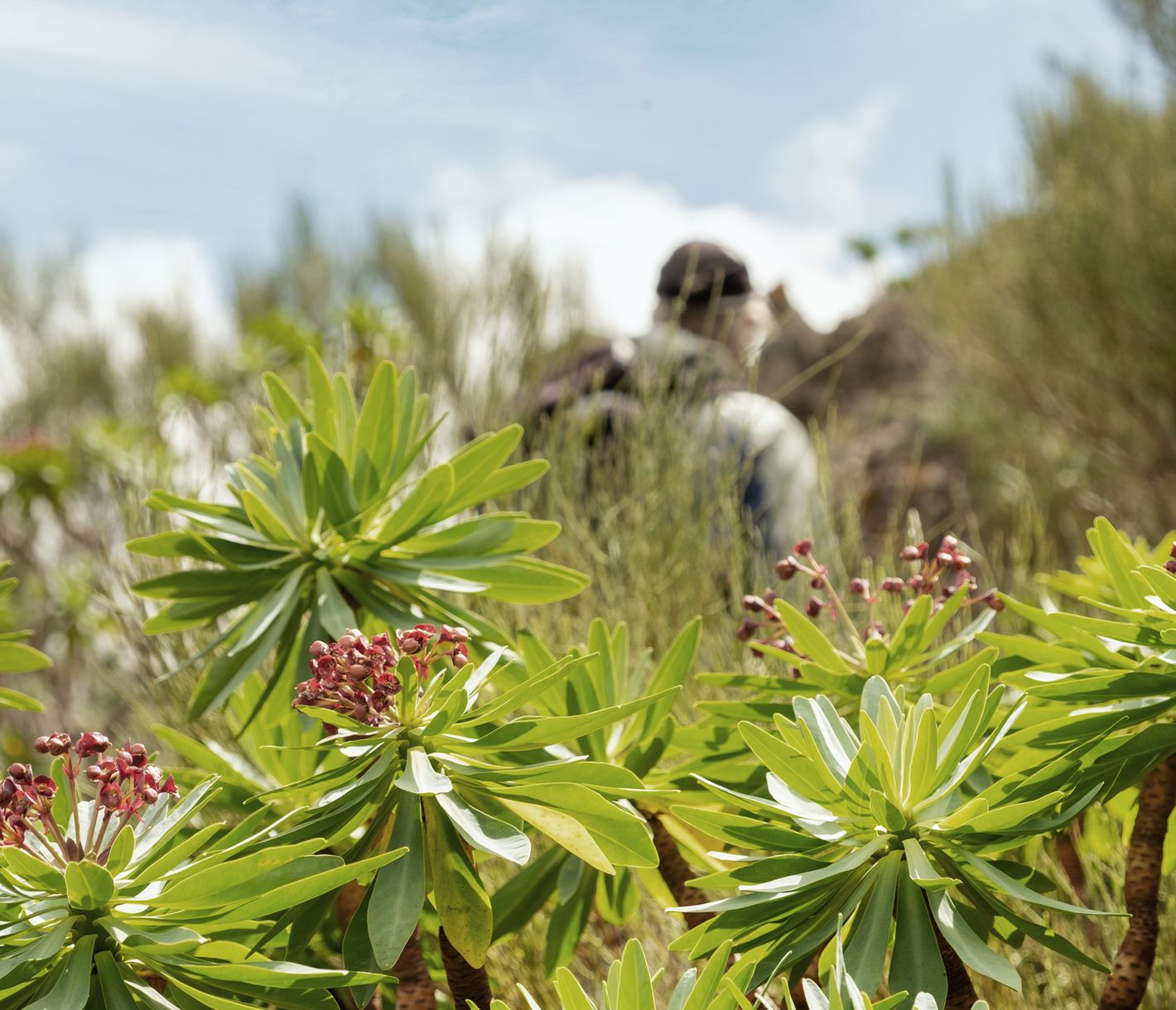 Entlang von Levadas erwandert man gemütlich das Tal der Drachenbäume.