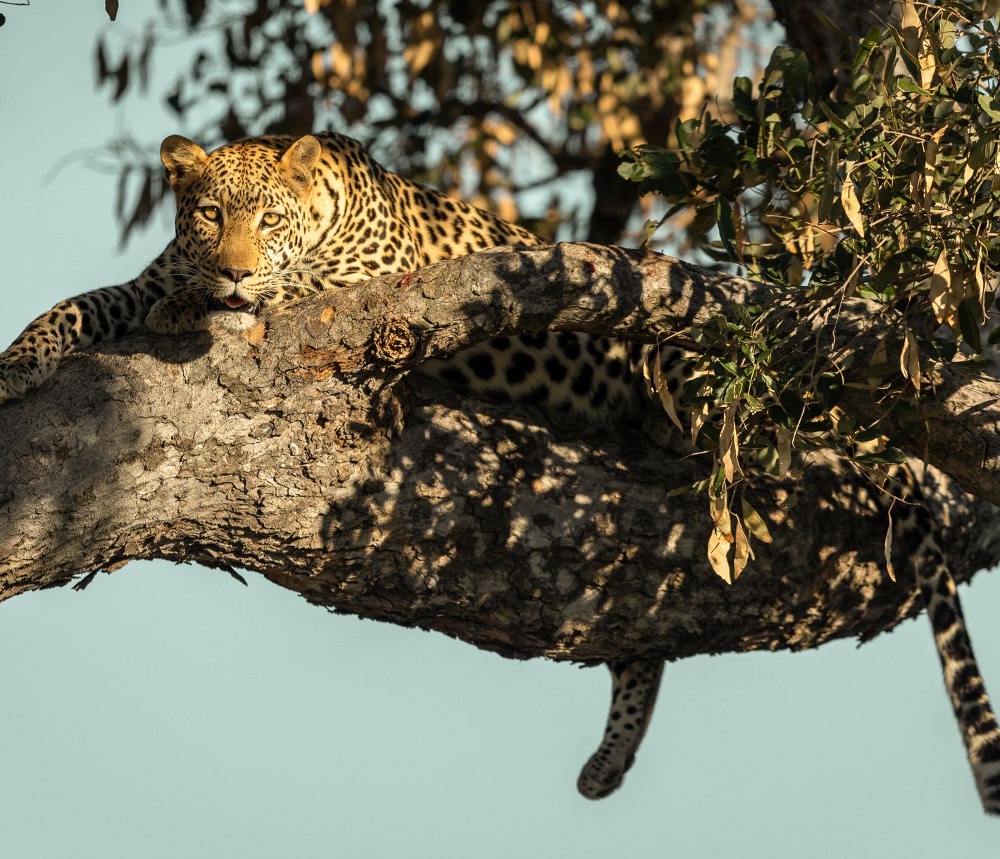 Sieste ou guet pour une prochaine proie ?