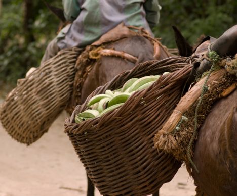 Einblick in die Landwirtschaft