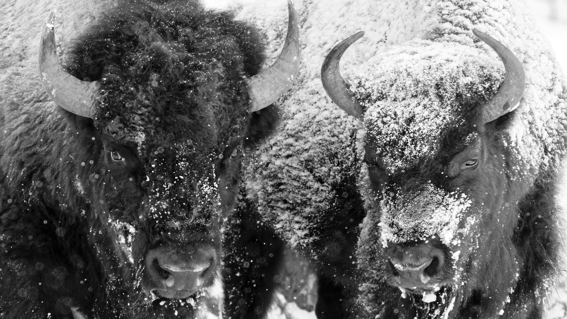 Les bisons avec leur fourrure épaisse se sont habitués aux vagues de froid régulières dans le Parc National de Yellowstone.