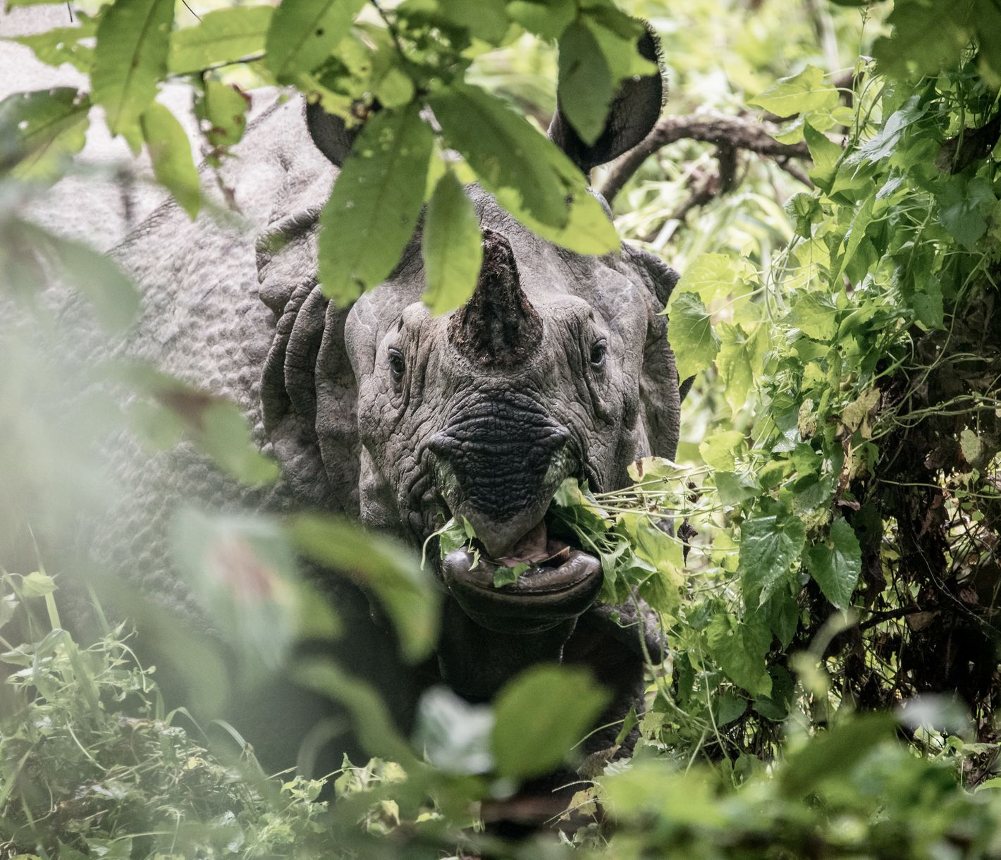 Nashorn im Chitwan-Nationalpark