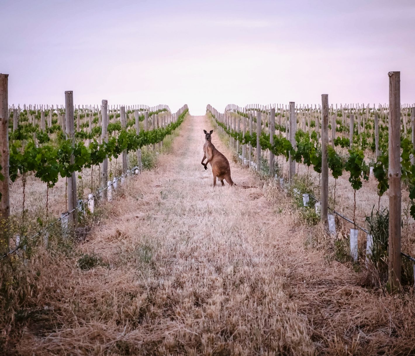 Was tut das Känguru im Weinberg?