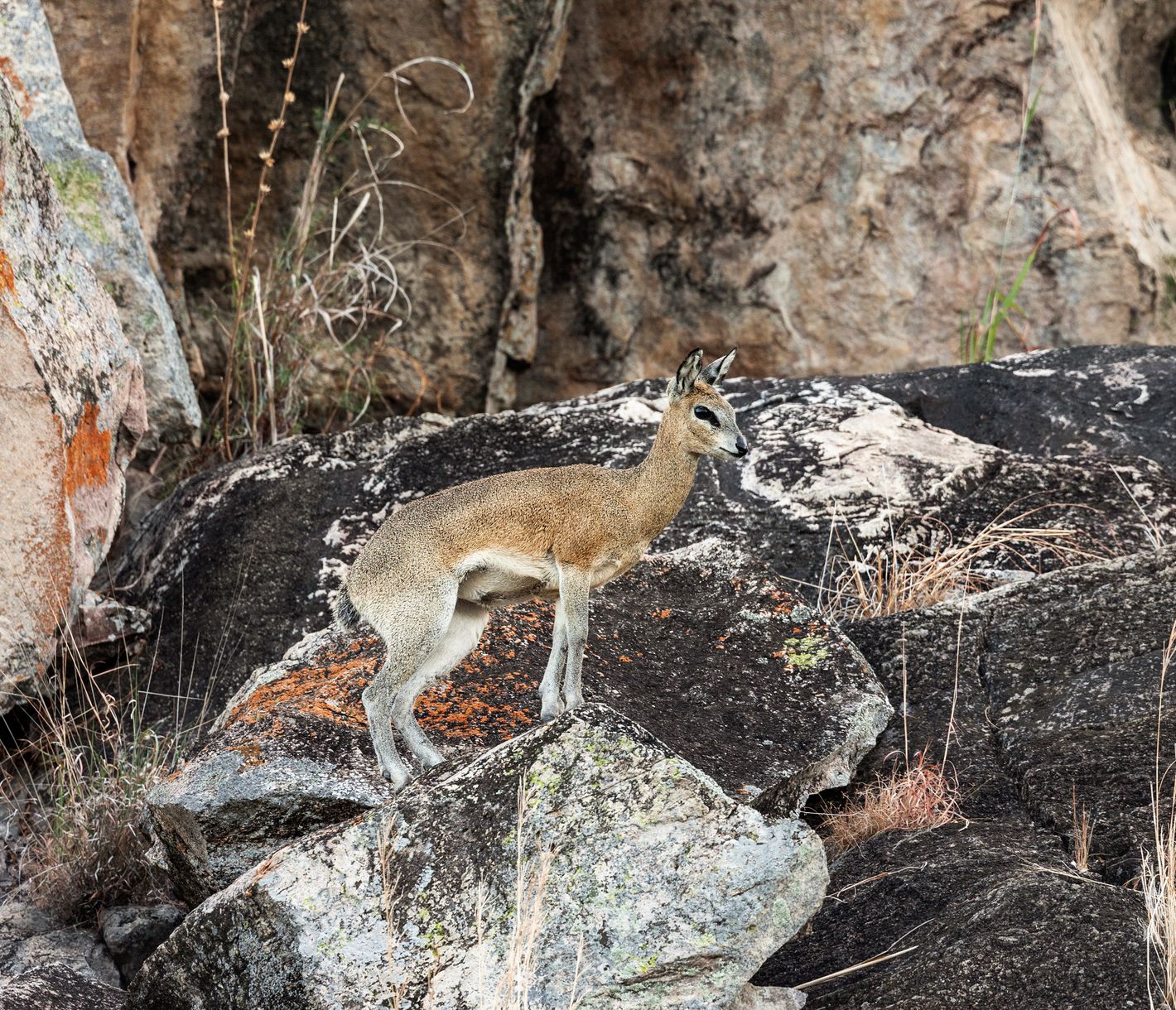 Klippspringer auf einem Felsen in der Savuti-Region