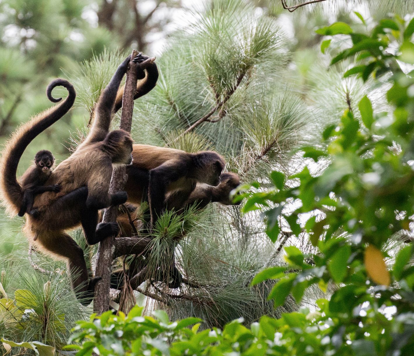 «Fliegende» Affen im Nationalpark Vulkan Arenal.