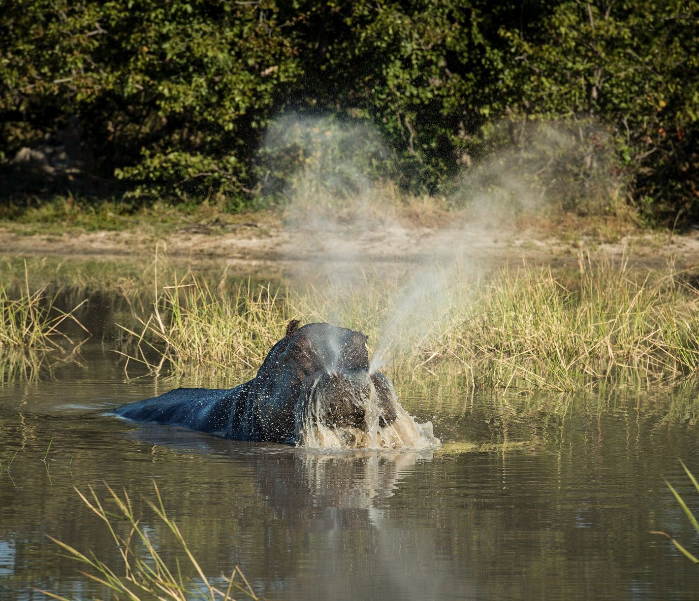 Schnaubendes Flusspferd im Fluss
