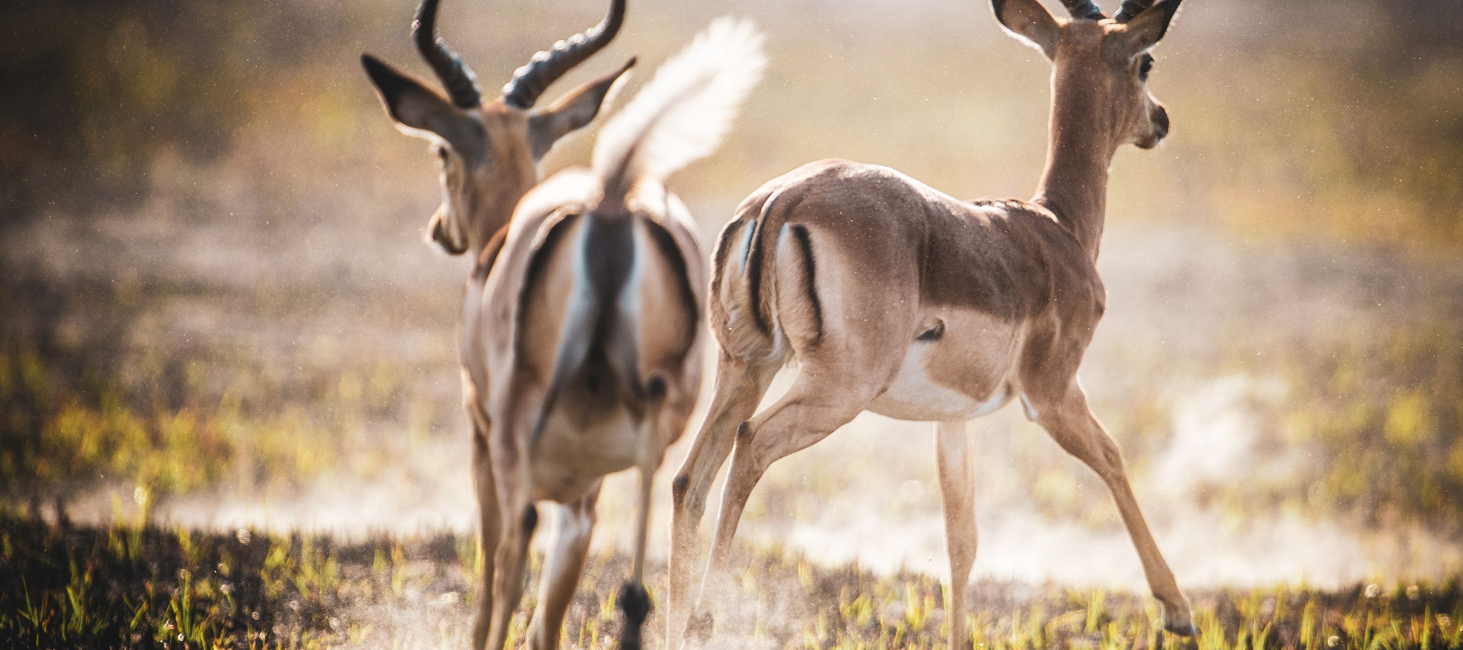 Impala-Herde in der Khwai-Konzession