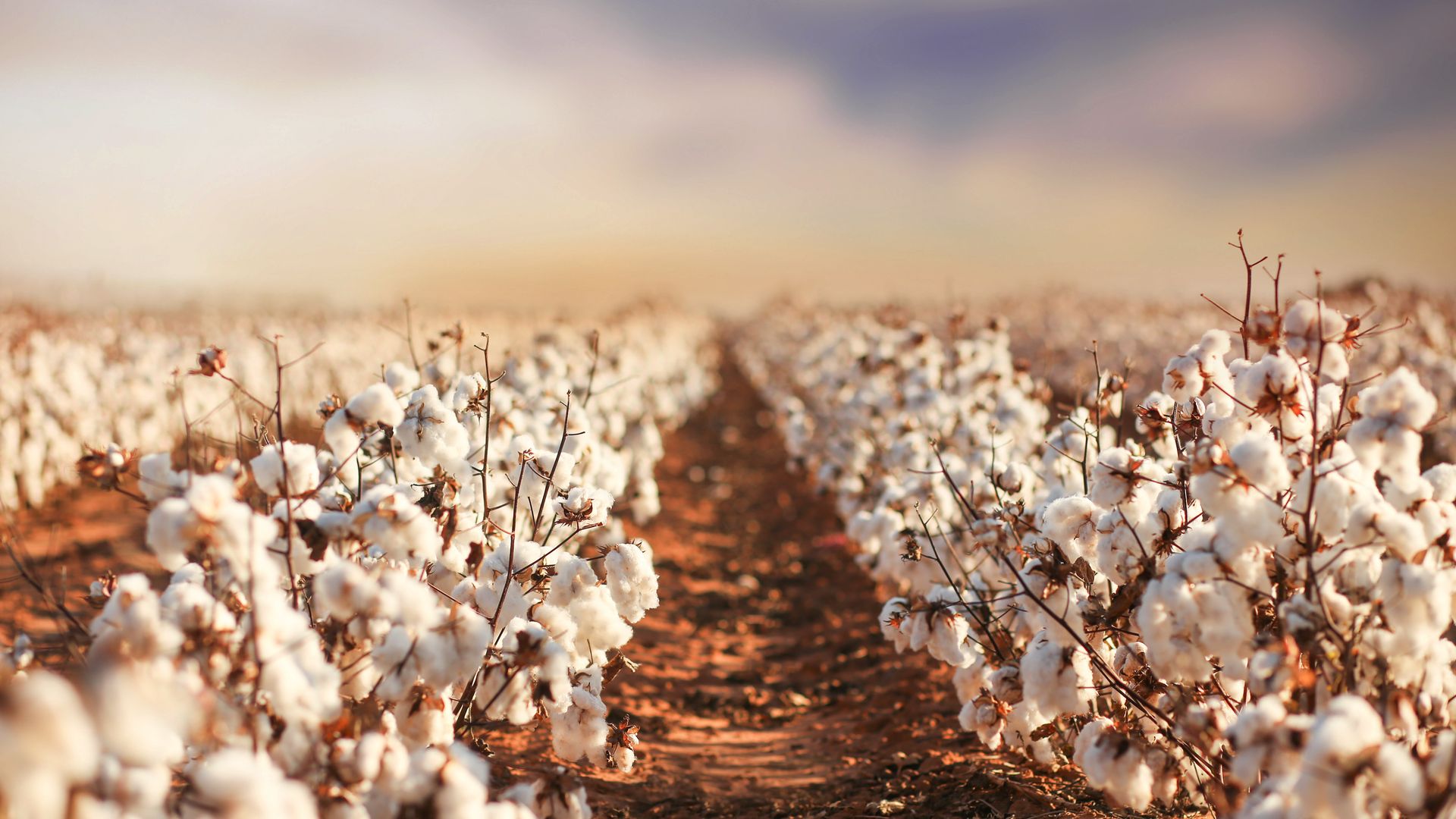 Dans l’ouest du Texas, autour de Lubbock, les champs de coton dominent le paysage.