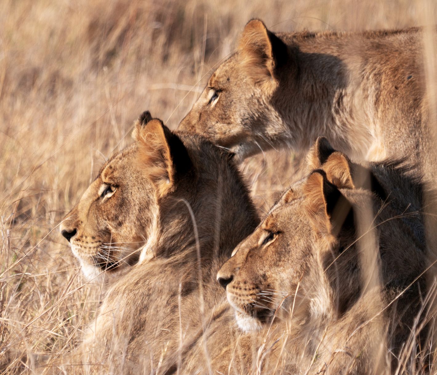 Löwenrudel im hohen Gras