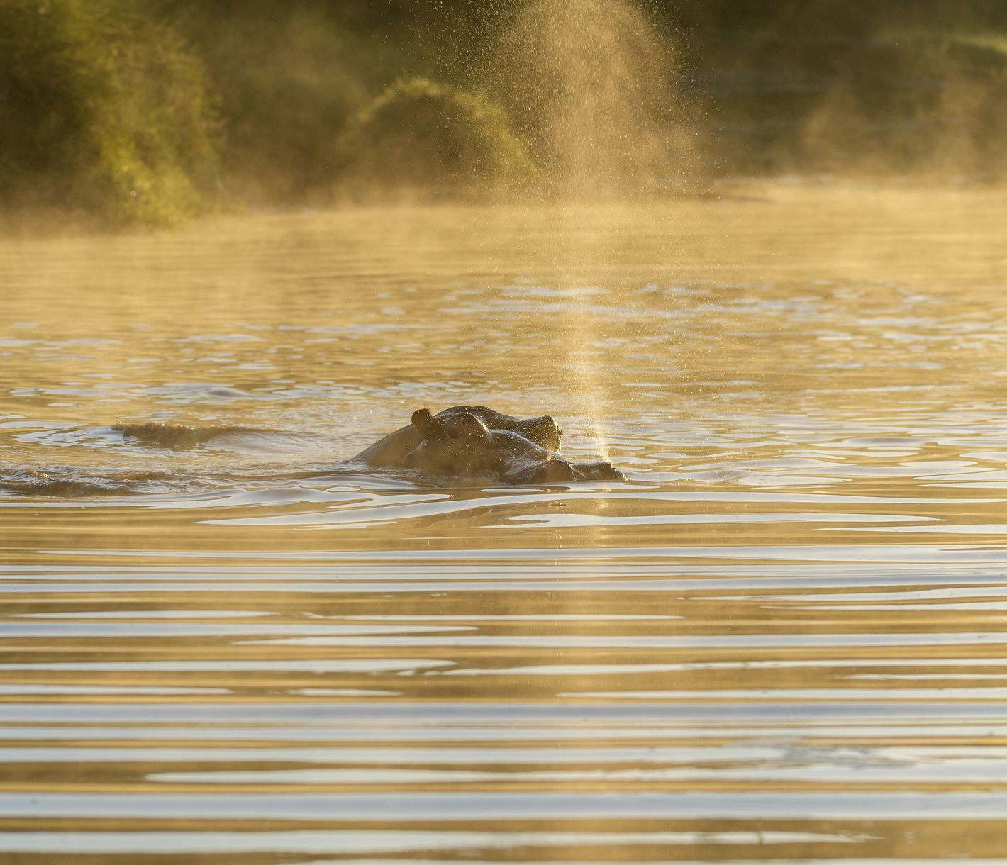 Flusspferd im Olare-Orok-Fluss bei der Masai Mara