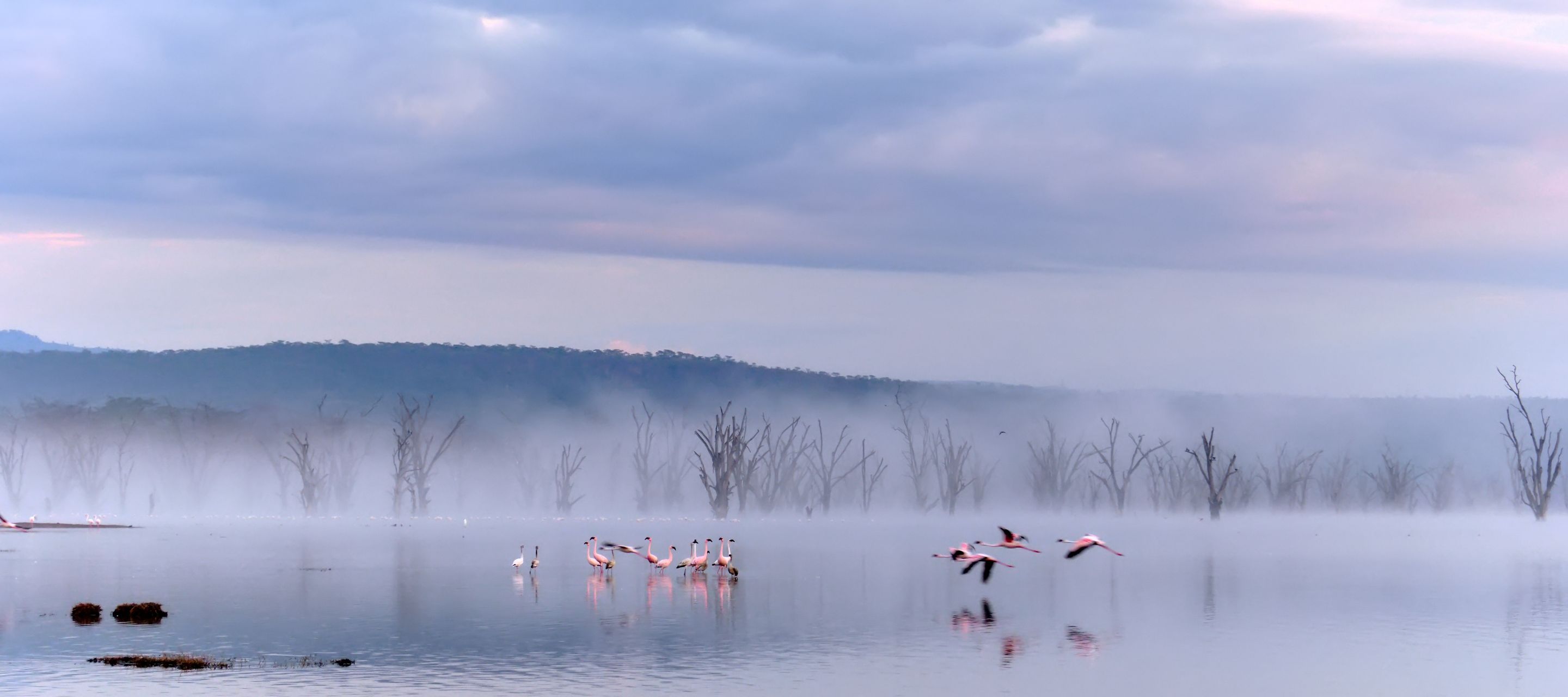 Flamingos an einem nebligen Morgen am Nakuru-See
