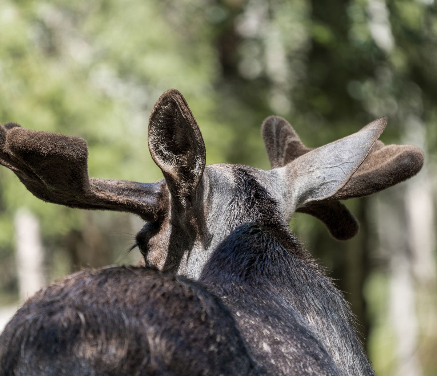 Der Elch, das grösste Wildtier der Welt
