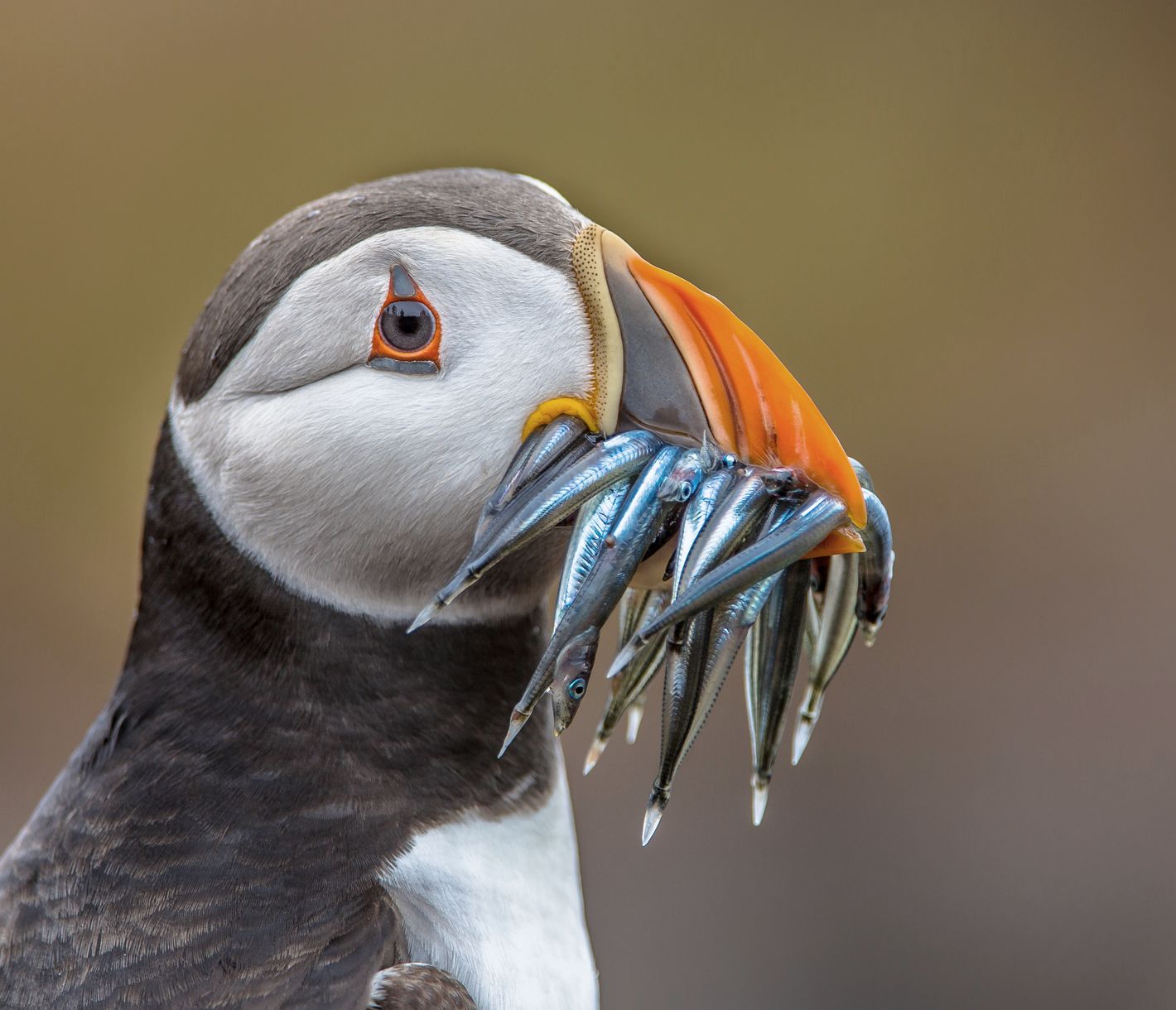 Les macareux sont insatiables !