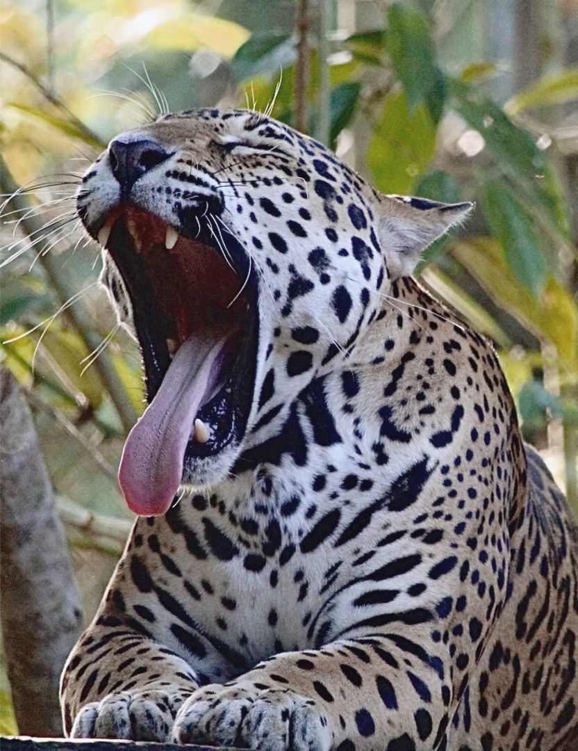 König des Dschungels – schon die alten Maya verehrten den Jaguar für seine Kraft und Stärke.